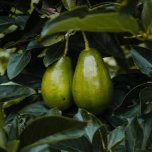 Aguacates en arbol