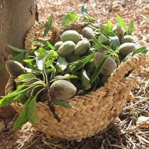 Almendras en cesta