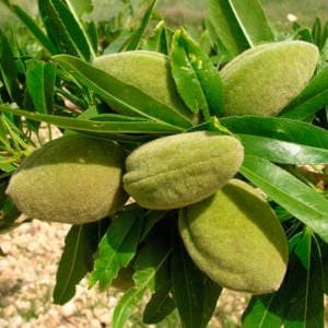 almendras-verdes.jpg