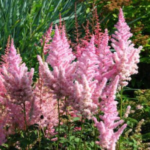 Astilbe