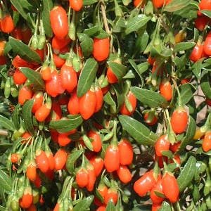 Bayas goji