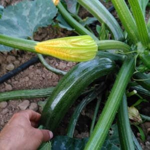 Calabacin maduro en planta