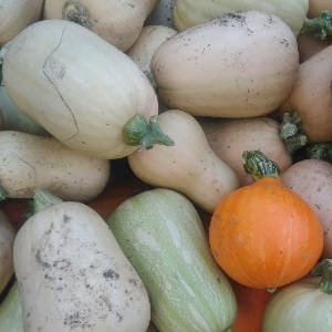 Calabazas recolectadas