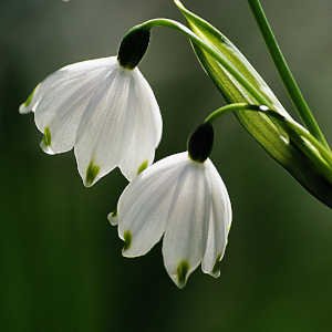 campanilla-de-invierno-galanthus-nivalis.jpg