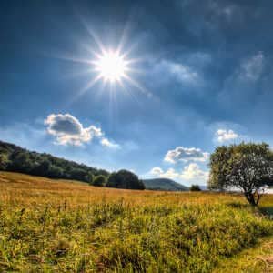 Campo arbol verano sol