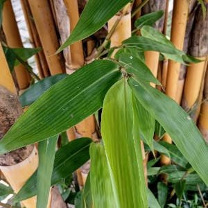 Canas hojas bambu