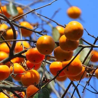 Caquis maduros arbol