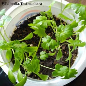 cilantro-germinado.jpg