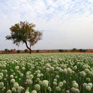 Cultivo campo cebollas flor