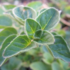 Detalle hojas oregano