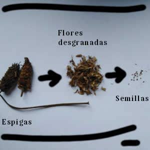 extraccion-semillas-lavanda.jpg