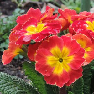 Flor primavera primula