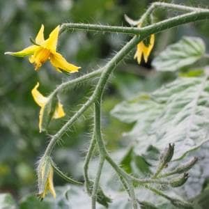 Flor tomate