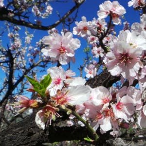 Floracion almendro