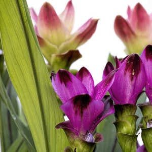 Flores curcuma