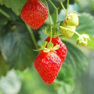 Fresas en maceta colgando