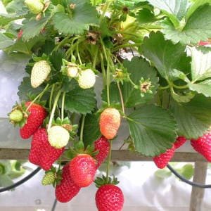 Fresas en tubo