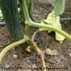 Fusariosis pepino