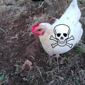 gallina-blanca-calavera.jpg