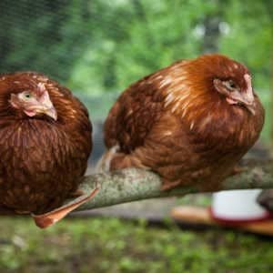 Gallinas jovenes durmiendo palo