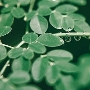 Hojas moringa oleifera