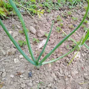 Joven cebolla plantada tierra