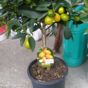 kumquat-maceta.jpg