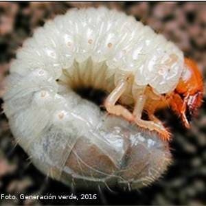 larva-phyllophaga