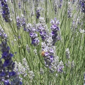 Lavanda en flor