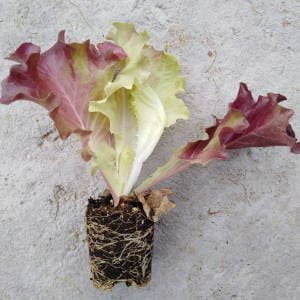 lechuga-durante-trasplante.jpg