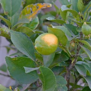 Limon medio maduro