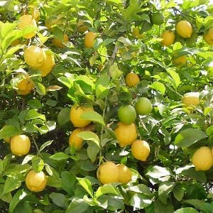 limonero-con-limones.jpg