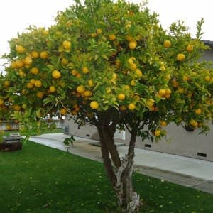 limonero-repleto-limones.jpg