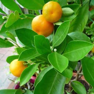 mandarino-con-frutos