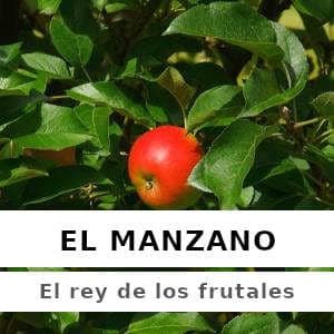 Manzano