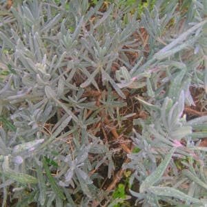 Cuándo florece la lavanda