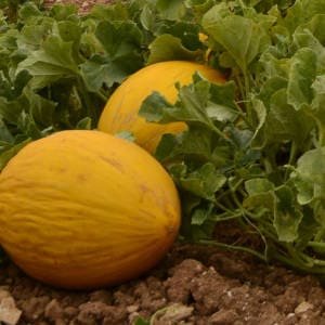 melones-amarillos-planta