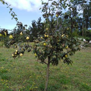 Membrillero frutal campo