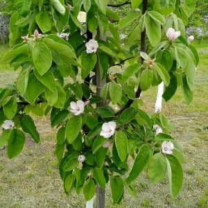 Membrillero joven en flor