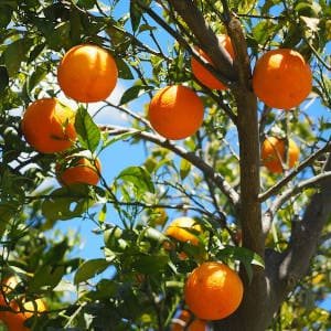 naranjas-en-naranjo