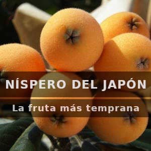 Nispero japones