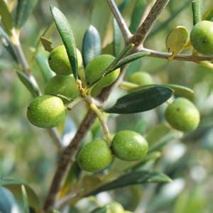 olivo-con-aceitunas