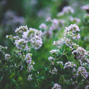 Oregano en floracion