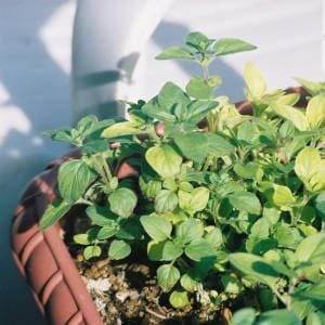 Oregano en maceta