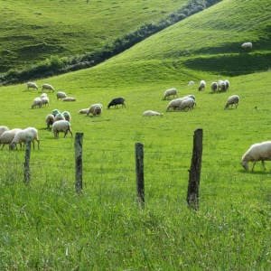 ovejas-en-campo.jpg