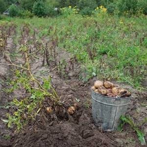 papas-listas-cosecha.jpg