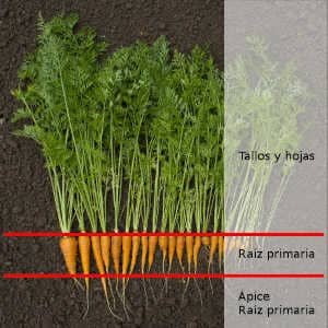 partes-zanahoria.jpg