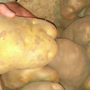 Patatas ecologicas gran tamano