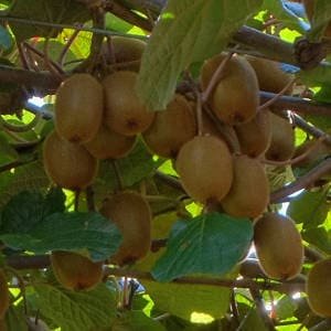 Planta kiwi actinidia