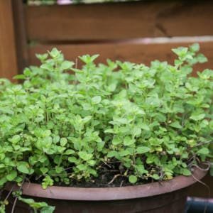 planta-oregano.jpg